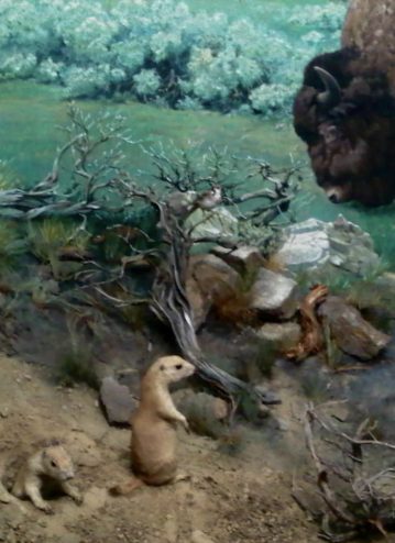 Bison Diorama, Yale Peabody Museum of Natural History, Detail of Prairie Dogs