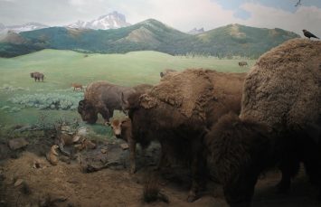 Bison Diorama, Yale Peabody Museum of Natural History