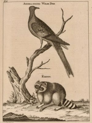 "Amerikaansche Wilde Duie," in Travels Into North America (1772) by Pehr Kalm